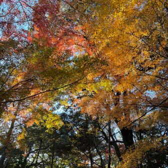 登山口のプロの紅葉はまだ魅せてます🍁