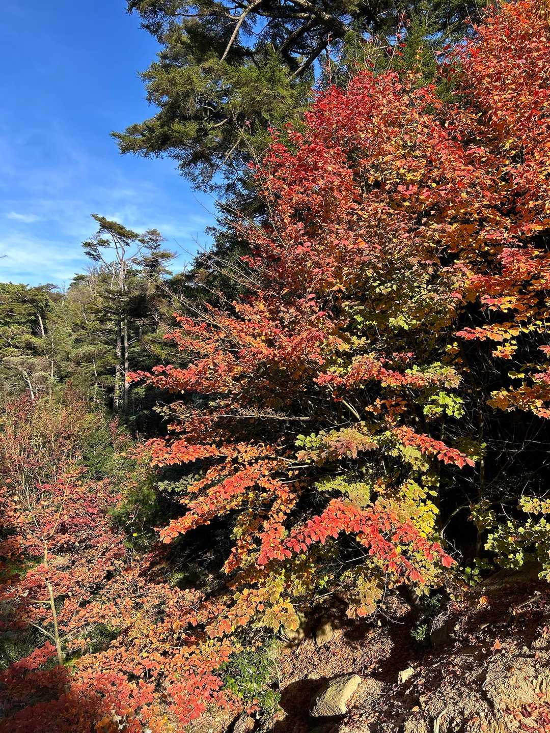 大聖院近くの谷。今日1番の紅葉🍁