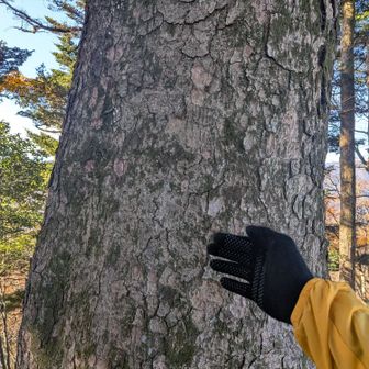 立派なモミの木