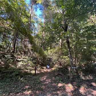尾根コースで下山しました、間も無く合流点