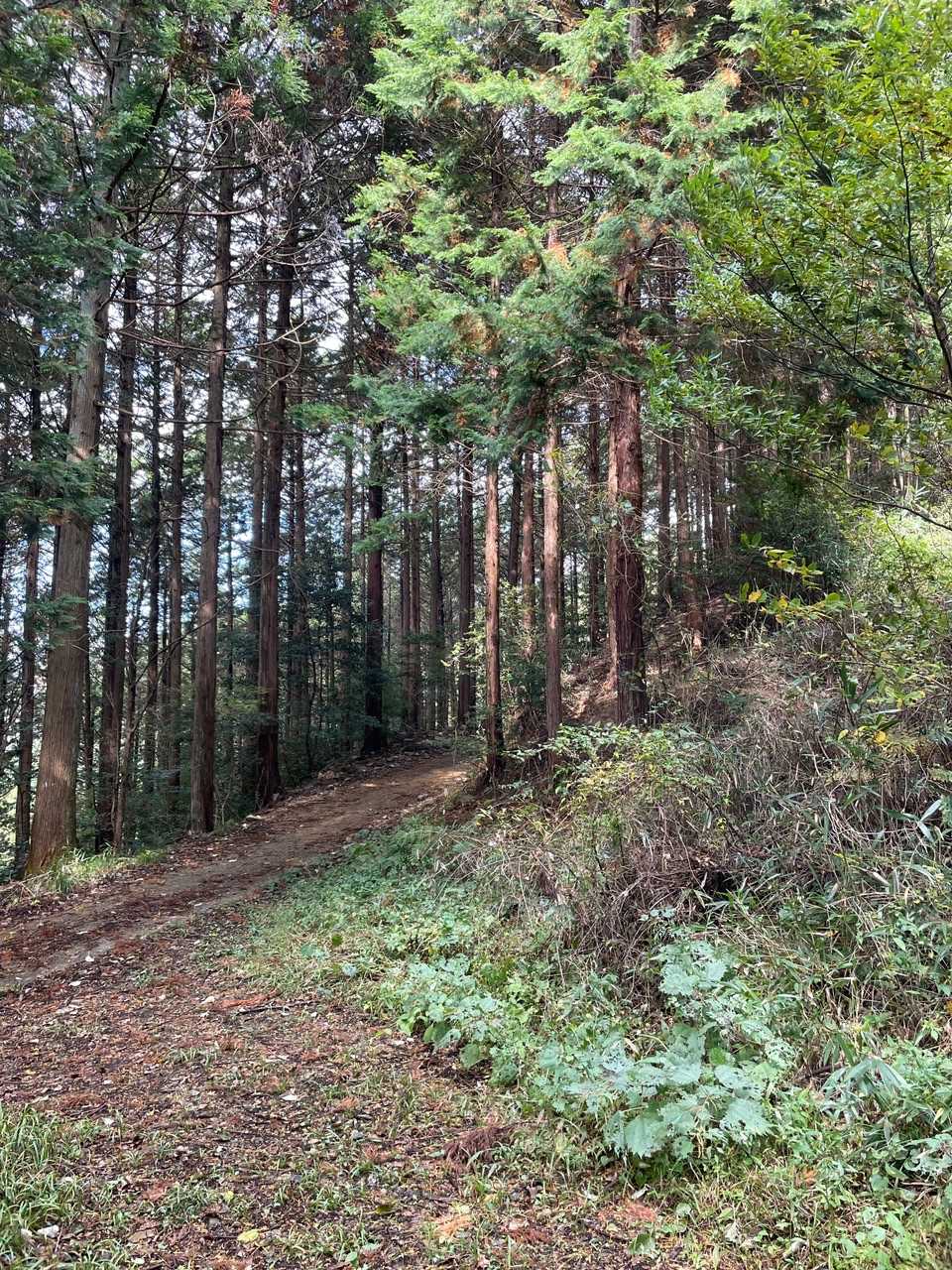 チェーンしてある所まで来たら右へ登りましょう👉
