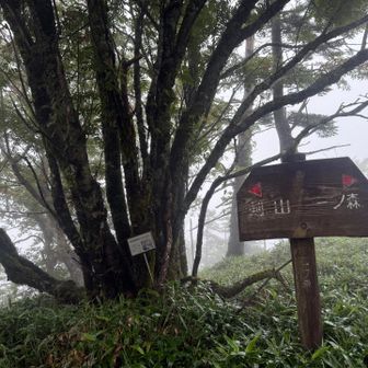 天気が良ければ槍戸山まで足を伸ばそうと思ってたけど、体調も万全じゃないし、森の散歩、キレンゲショウマを鑑賞して帰ろう