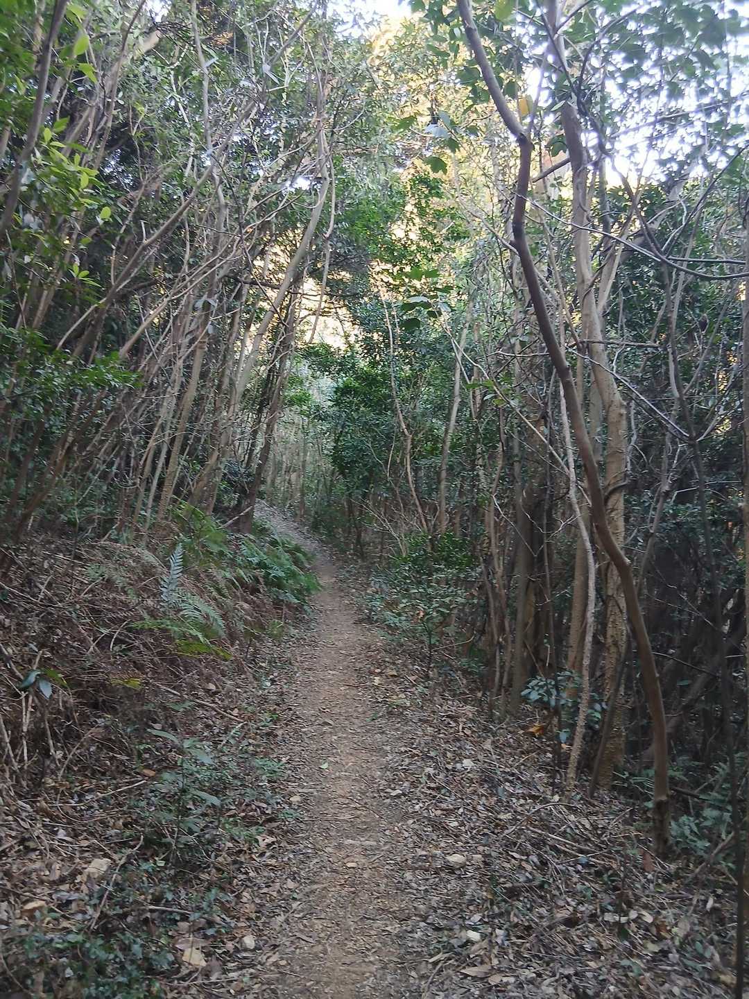 光岩登り口-西山-猿田山 往復コースの写真