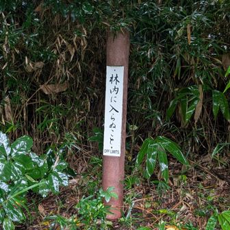 ここが、つつじ山
林内にはいらぬこと。
入りませんよ🤣
なぜここがピーク認定されのか…謎です。

100mルールでよかったかも…😅
