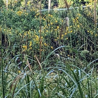 黄色花は、ヒマワリの小さいの！