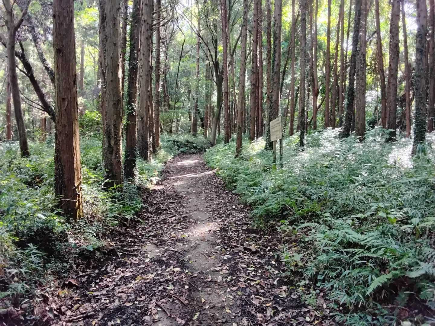 登山道