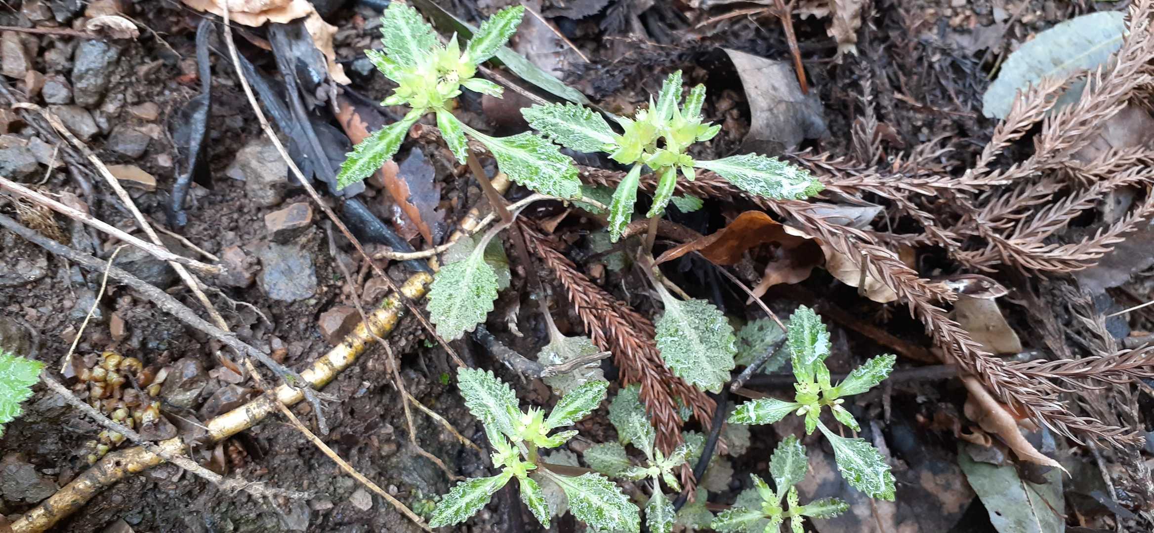 ネコノメソウ………

うーん(   ¯−¯ )どれ？

https://www.plantsindex.com/plantsindex/html/group/gp_chrysosplenium_perfect.htm

葯が黄色じゃない…
イワボタンの変種？