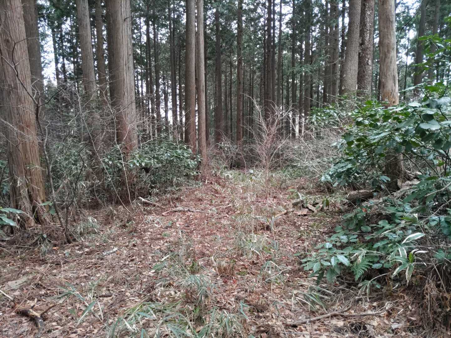 林道