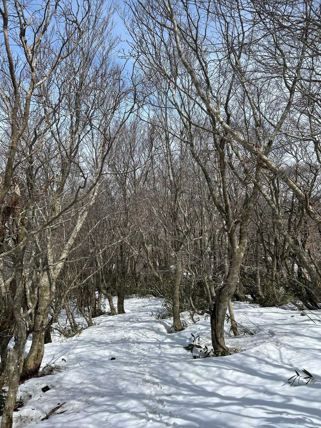 昨日からの冷え込みで
雪でも歩きやすくズボズボはほぼ無かったです😆