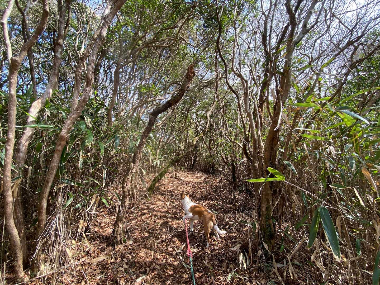 陣ヶ森登山口-陣ヶ森-戸矢ヶ森 往復コースの写真