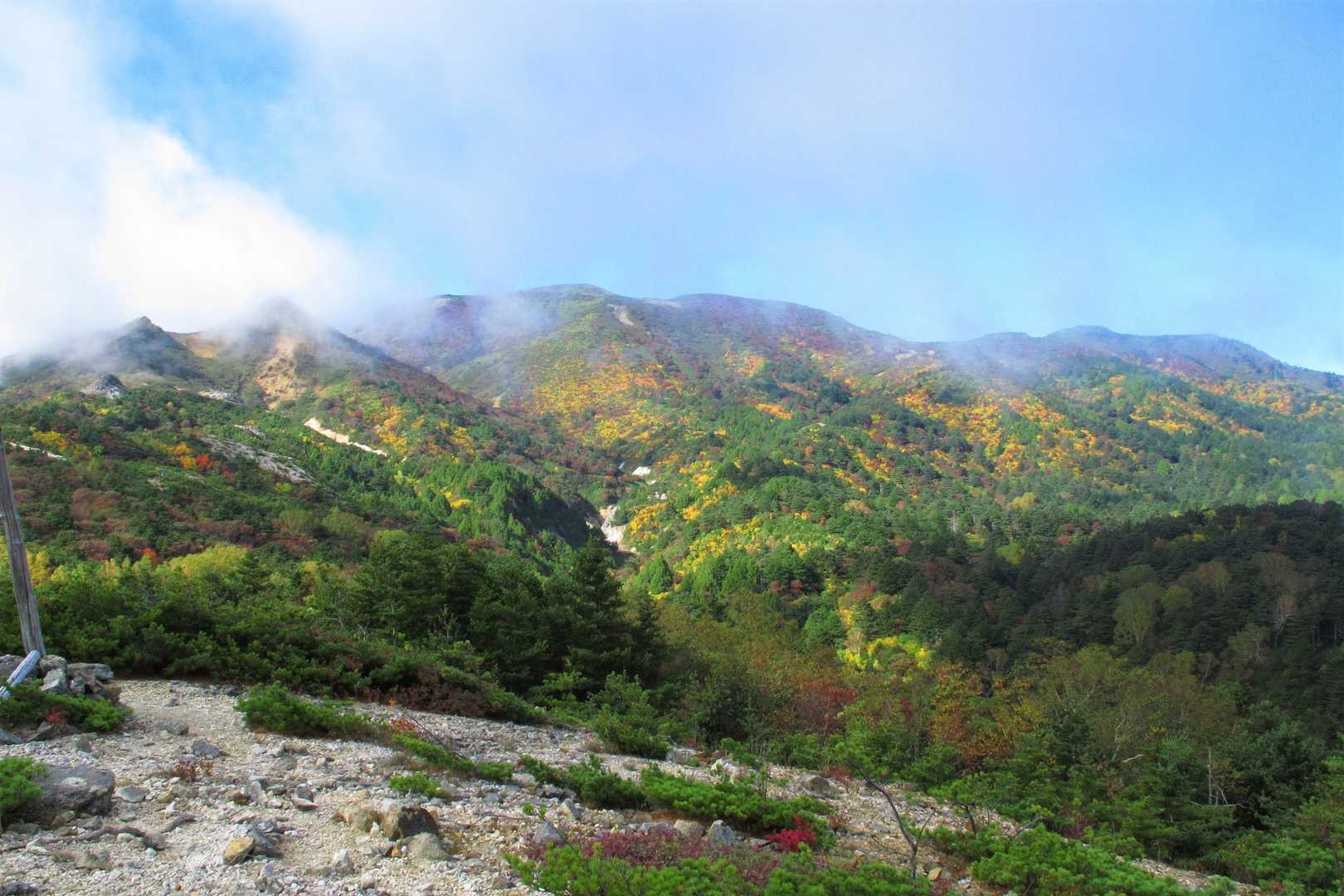 黄色が鮮やか。🍂