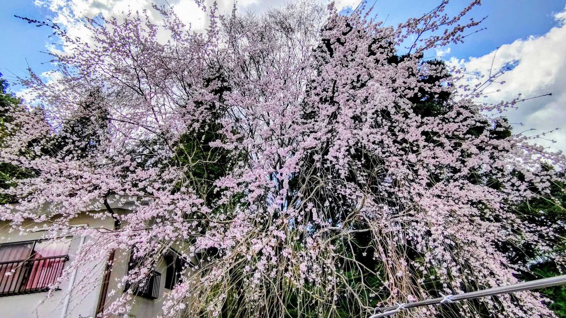 🌸