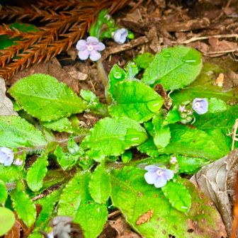 ヤマクワガタ？薄紫の花🌸可愛い🩷