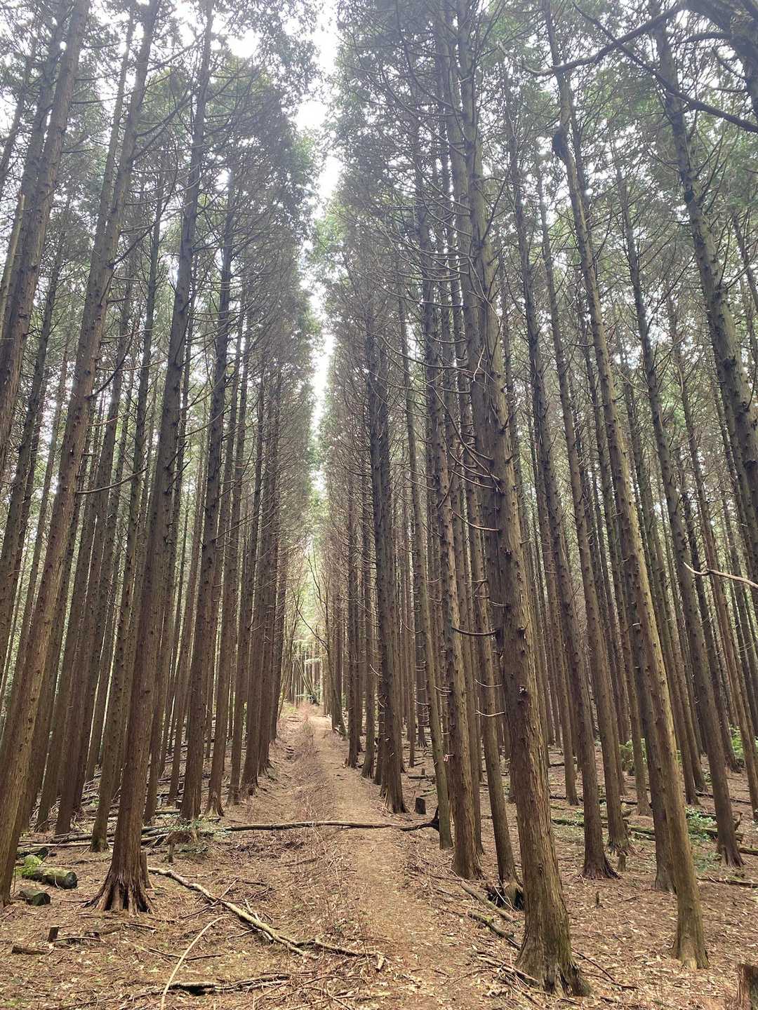 カンノ木山-鷹ノ巣山 周回コースの写真