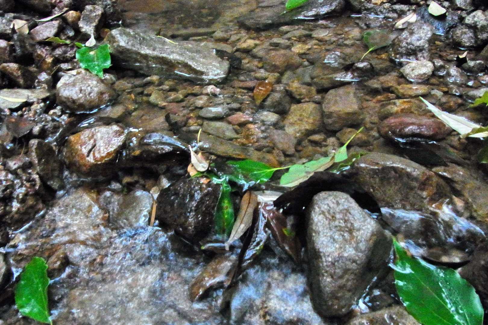 普段は水場ない場所も雨の影響で爽やかになってました💧