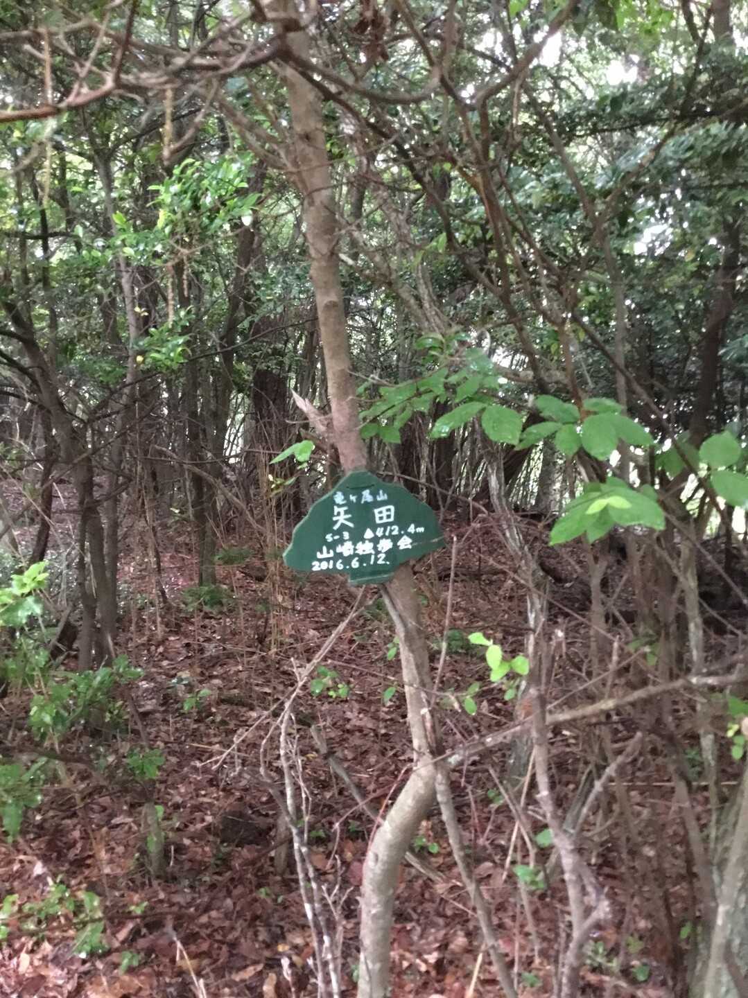 竜ヶ尾山の写真