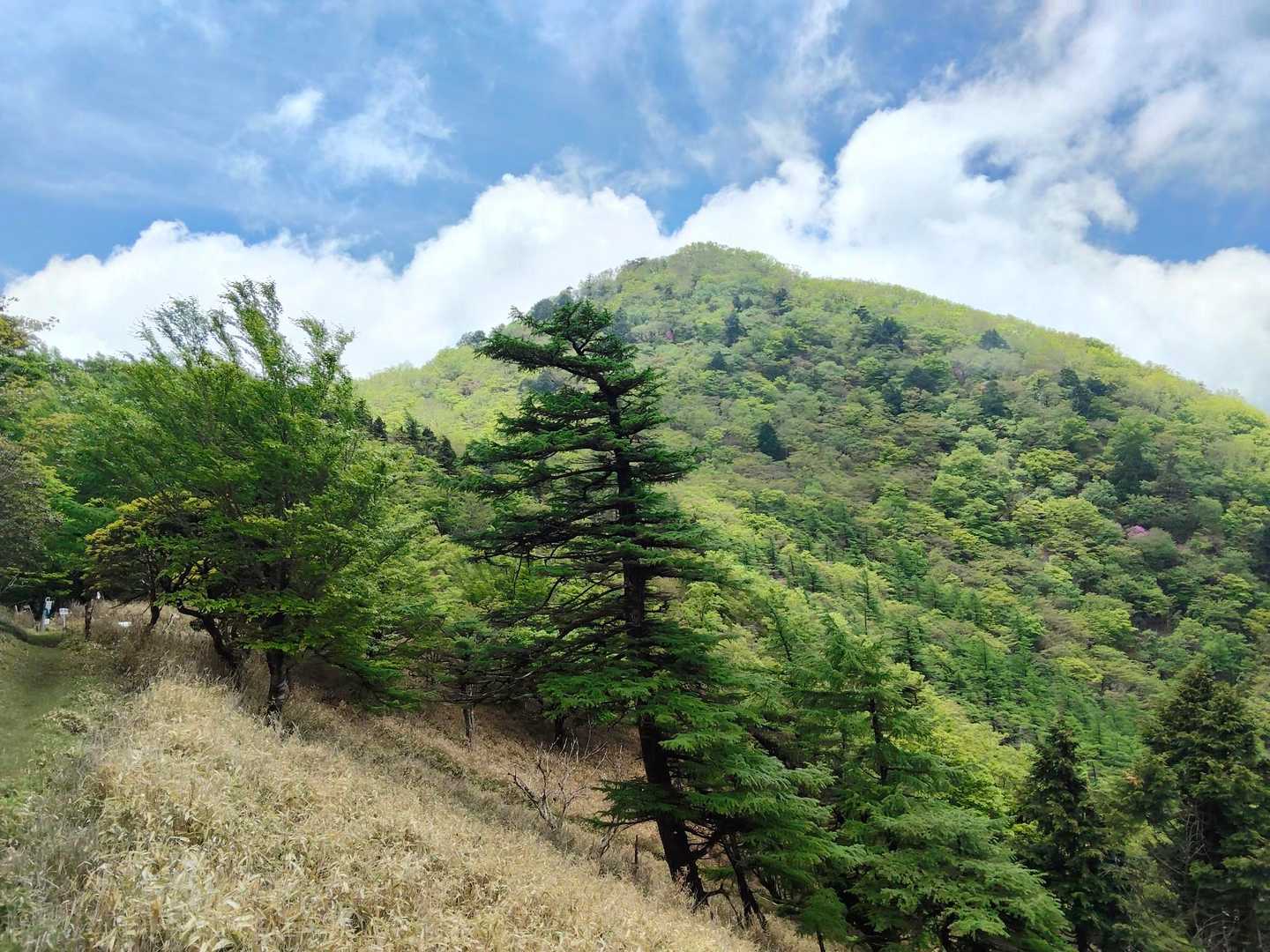 振り返ると下十枚山
ここに降りてくるまでは笹原で眺望が良かったり🫡急斜面で気が抜けなかったり⚠️苔ゾーンで癒されたり💚変化に富んだ斜面でした😊数年前に来たときは恐怖のアイスバーンになっていたのでチェンスパ履いて降りたっけ😅