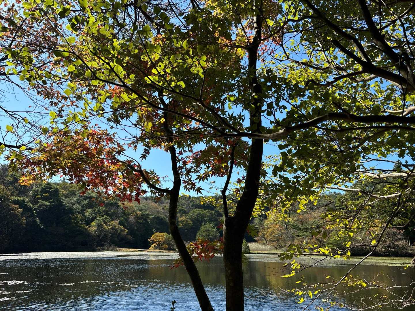 もみじ、紅葉はじまり。
実はこのくらいのグラデーションが好き❤️