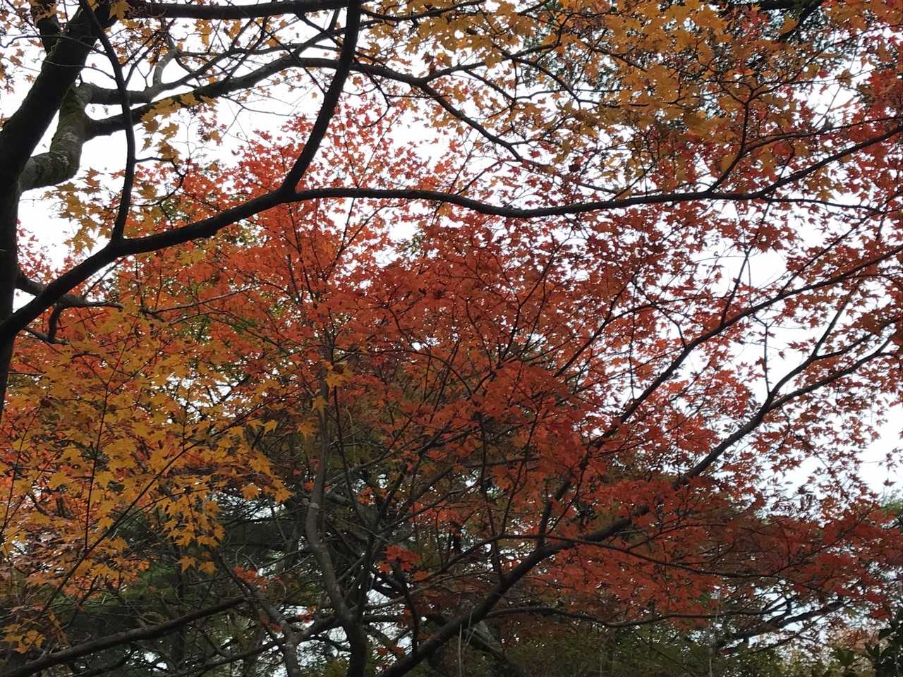 アドベンチャーコースは登ったり下ったりするのですが，谷筋の紅葉🍁がキレイです！