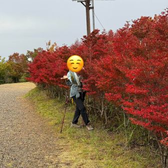 ロープウェイ前の　ドウダンツツジ　真っ赤