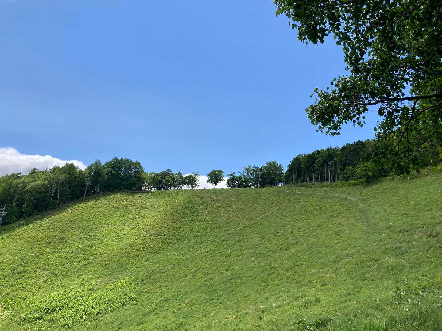 　　　今日は、山頂には行かない。。
　　　今日は、あそこまで👆🏻🌳