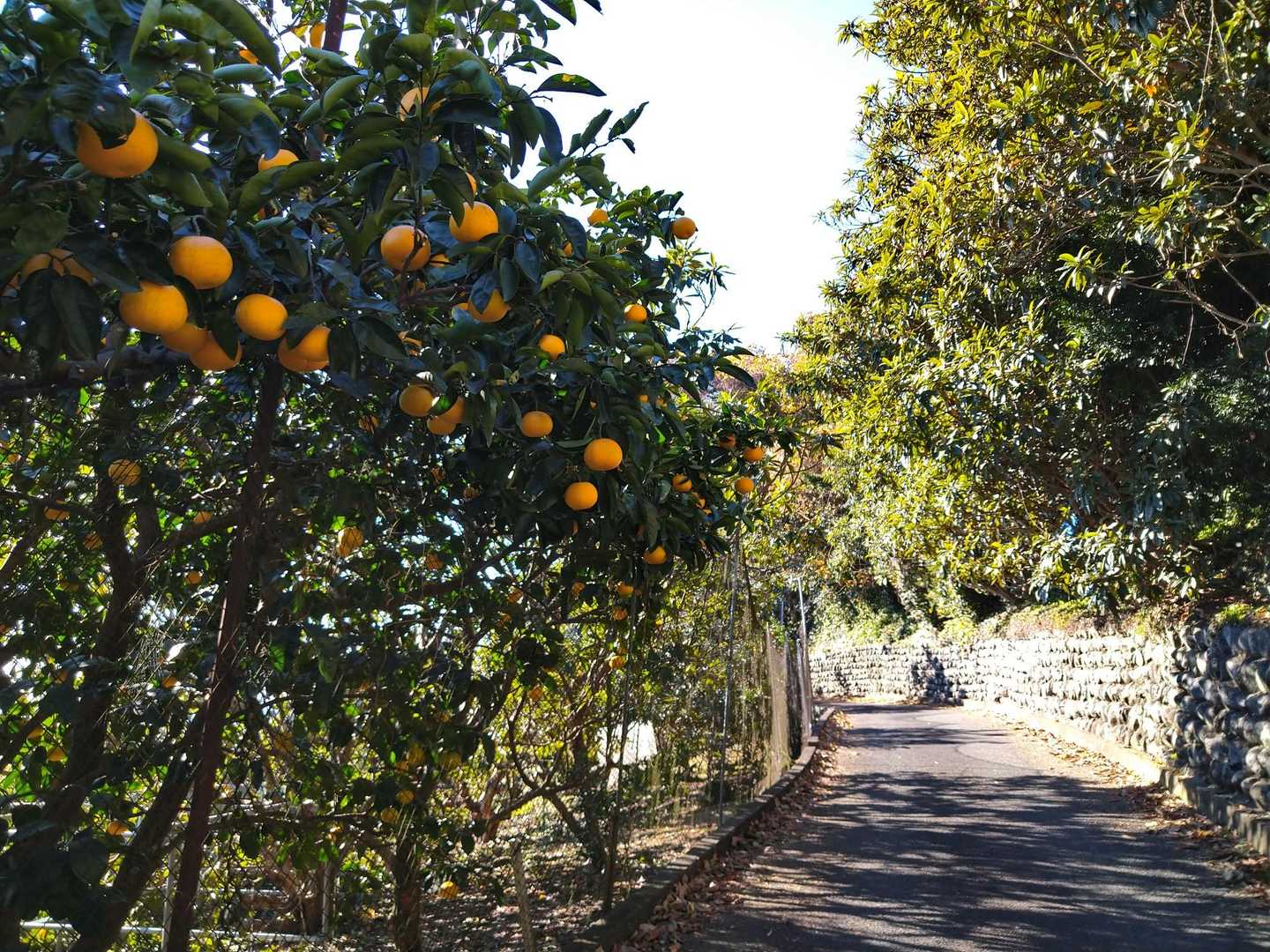 鈴生りのみかん🍊💓
