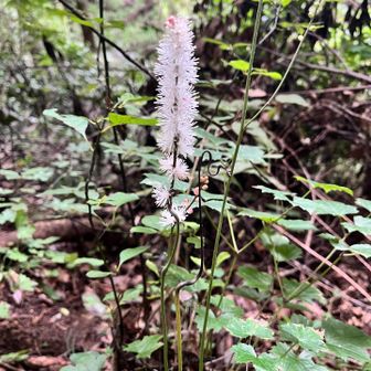 お掃除ブラシみたいな植物🪻