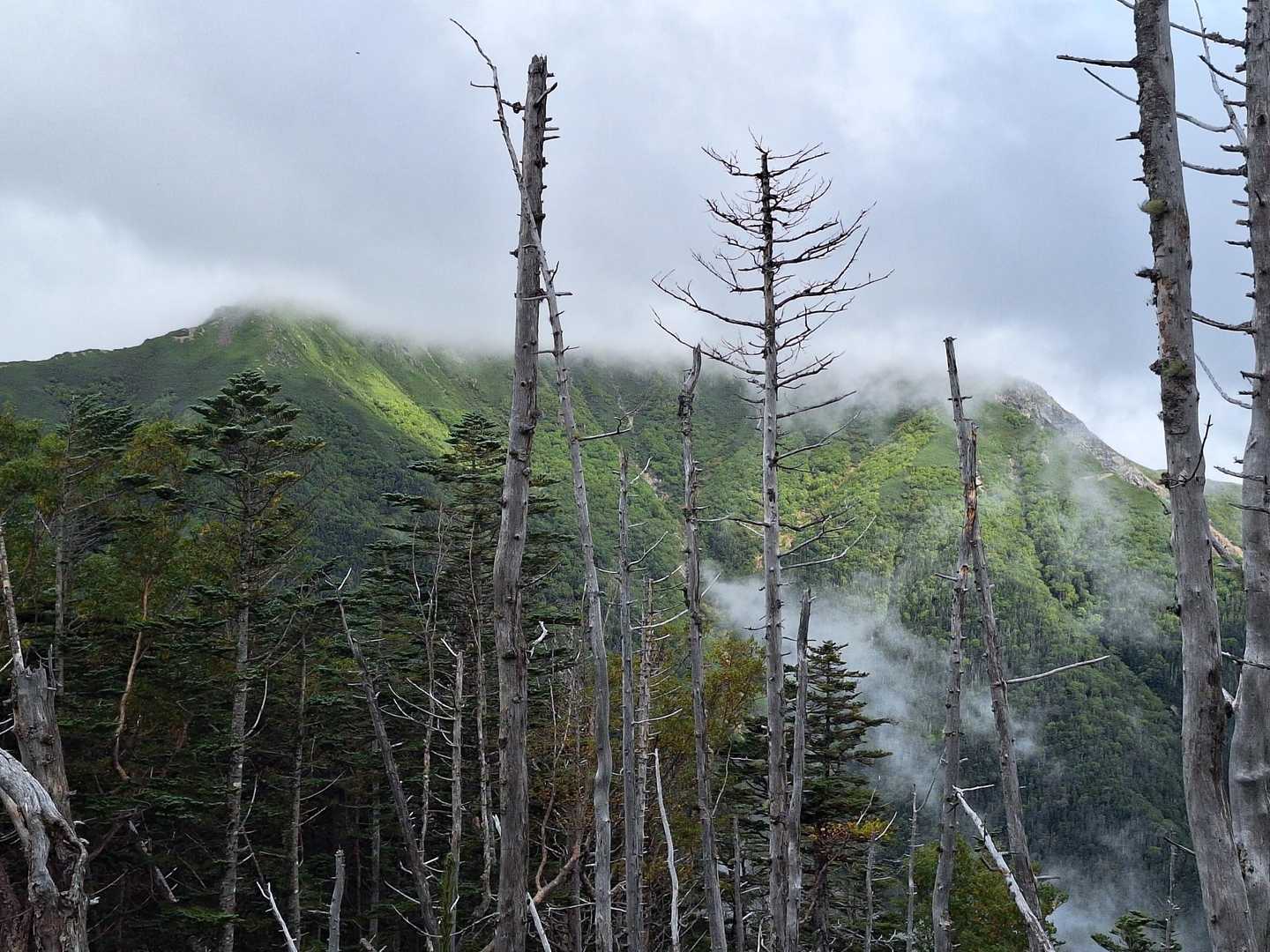 本谷山-三伏山-三伏峠-鳥倉登山口-越路バス停 縦走コースの写真