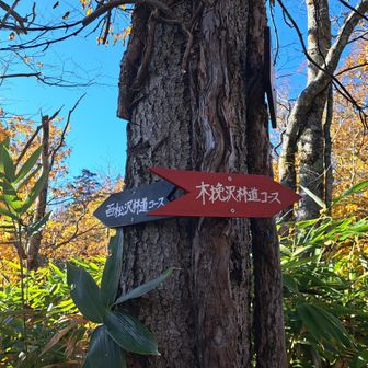 木挽分岐
百松沢コースぐるりもできるのね
巌望台…帰りに寄ろうかな💛