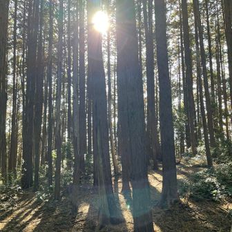 寄り道2の堂平山だけどマジでなーんにもありません笑