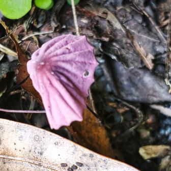 森のお掃除屋　紫紅色レア種のハナオチバタケ