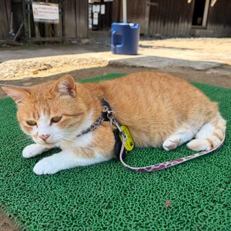 さんじゅーろー君が場所を変えていたのでもう１枚