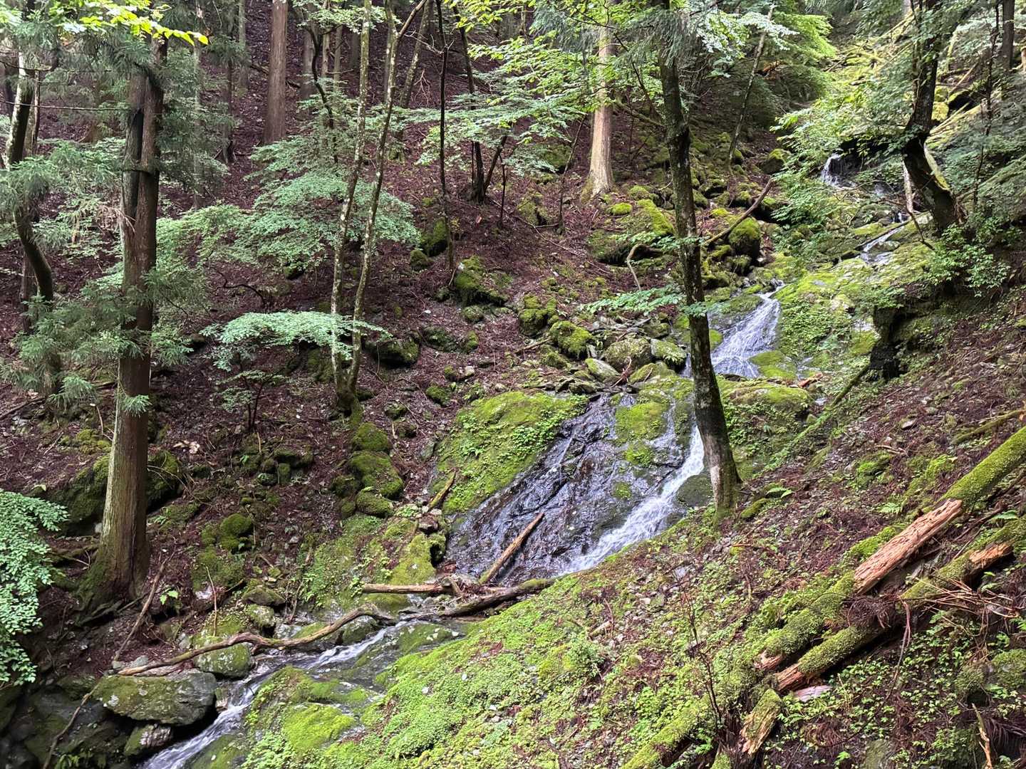 前日まで雨で水量も多く屋久島を感じる場所もありました。