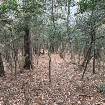 ラストピークへ

こちらの方が本覚山より荒れてない😅