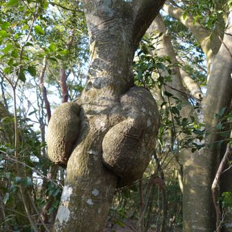おもしろい瘤。
