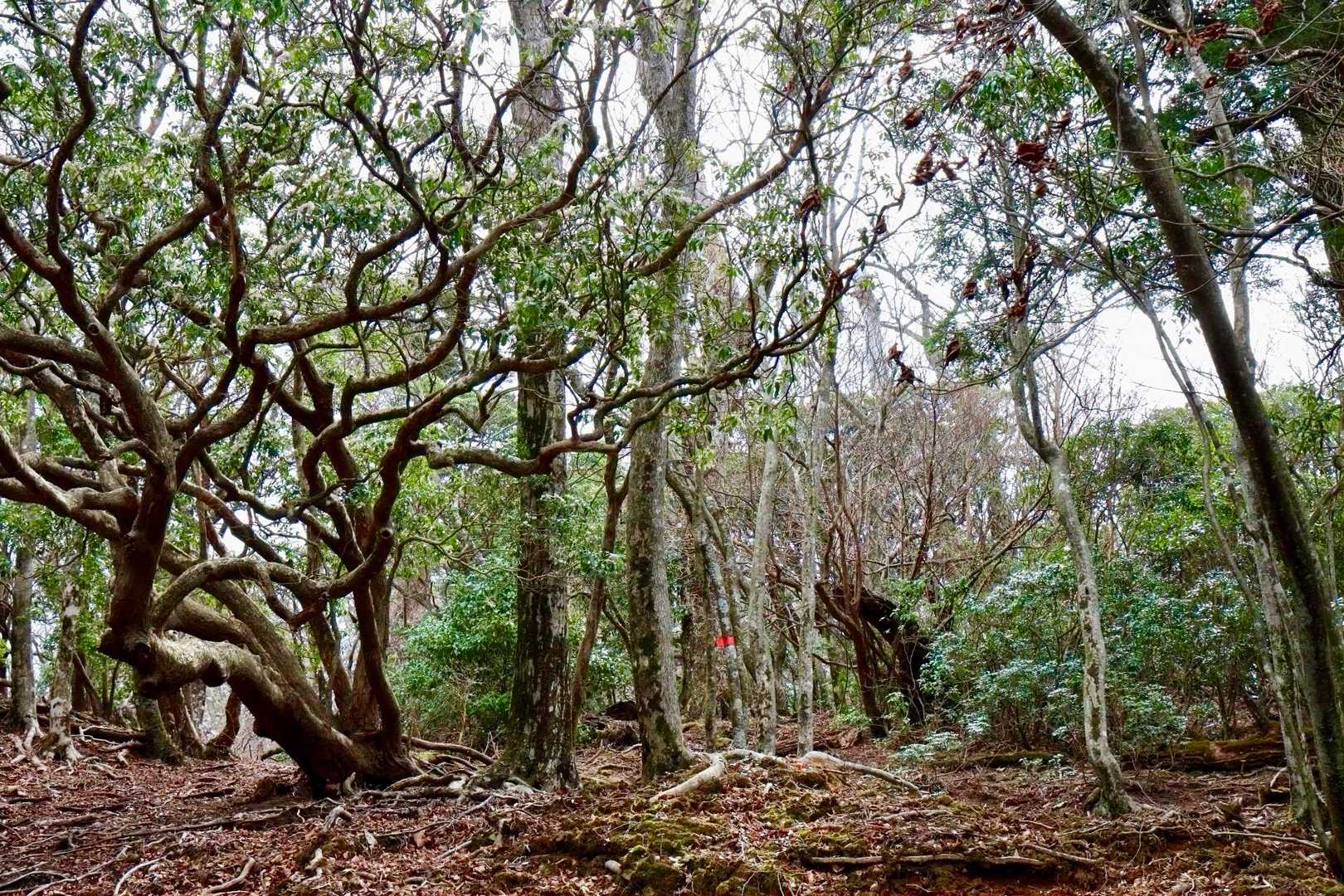 山道の写真を忘れてた😁