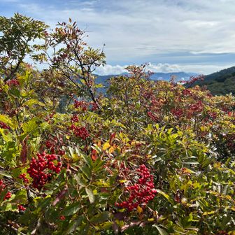 ナナカマドや他の赤い実がたくさん

夫は白山よりキツイと言いながら登ってきました
「もう下りようかな」🤣と言ってますが、行けるとこまで