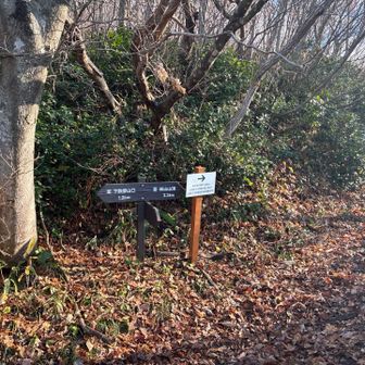 落葉が降り積もってる🍂