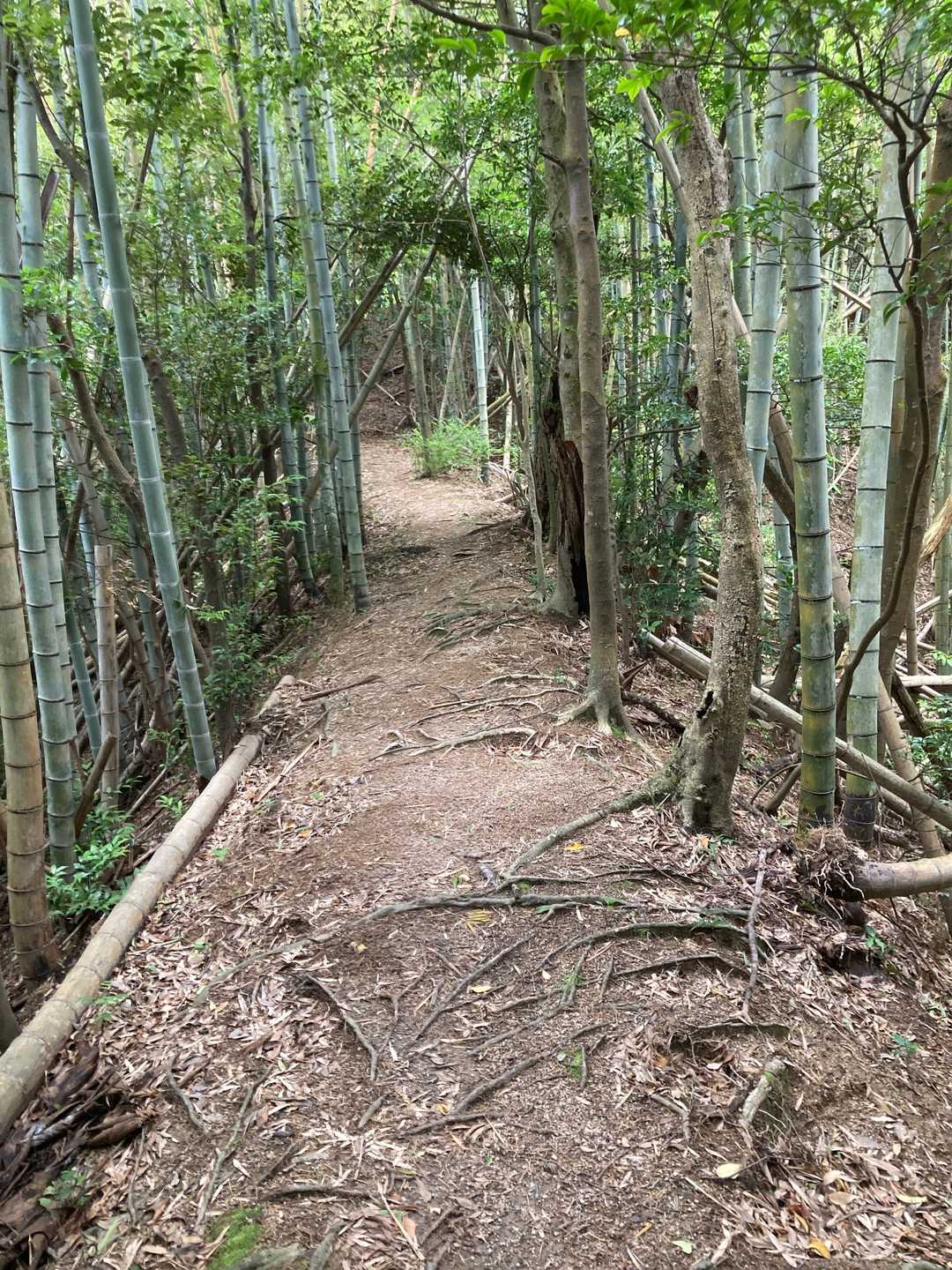 初めての山でしたが
良い登山道でした⛰