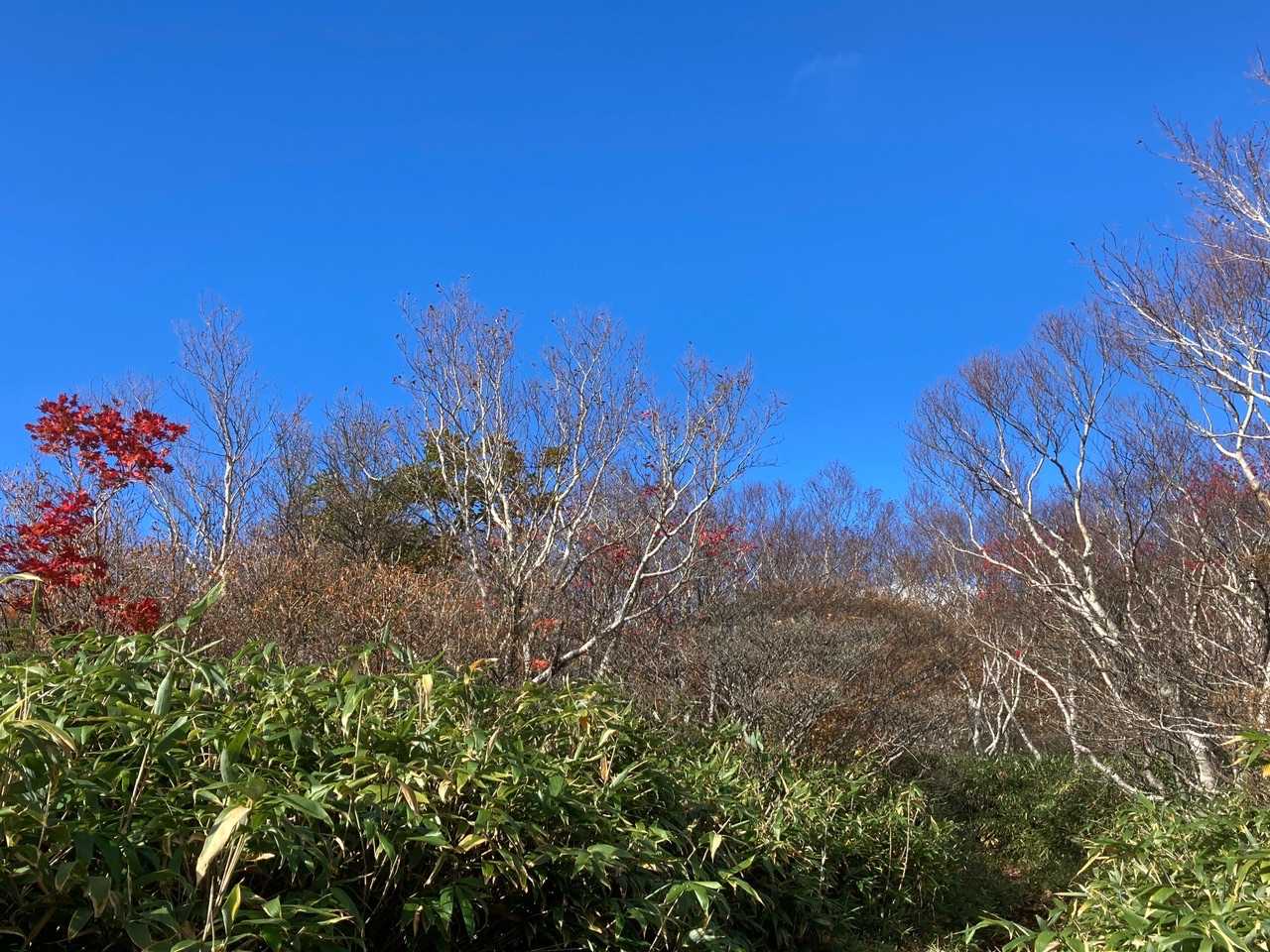 🍁