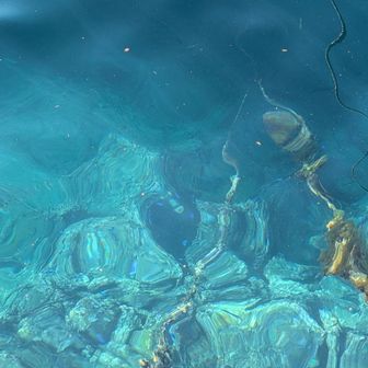 青い魚🐟️が沢山泳いでました。熱帯魚かな？写真ではあまり良くわかりませんが。