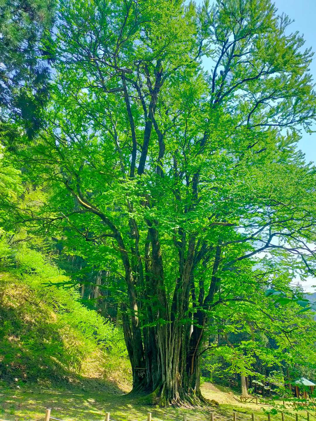 無事下山して糸井の大ｶﾂﾗに到着！😙　中々巨大で見応えが有りますね〜😍
