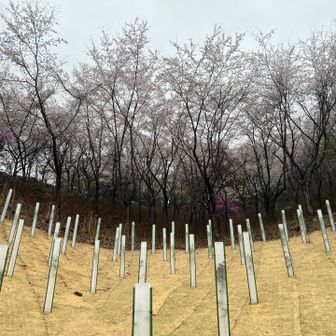 ニョキニョキ棒は木の苗を守ってます。
ここから先は真面目にトレラン練習。