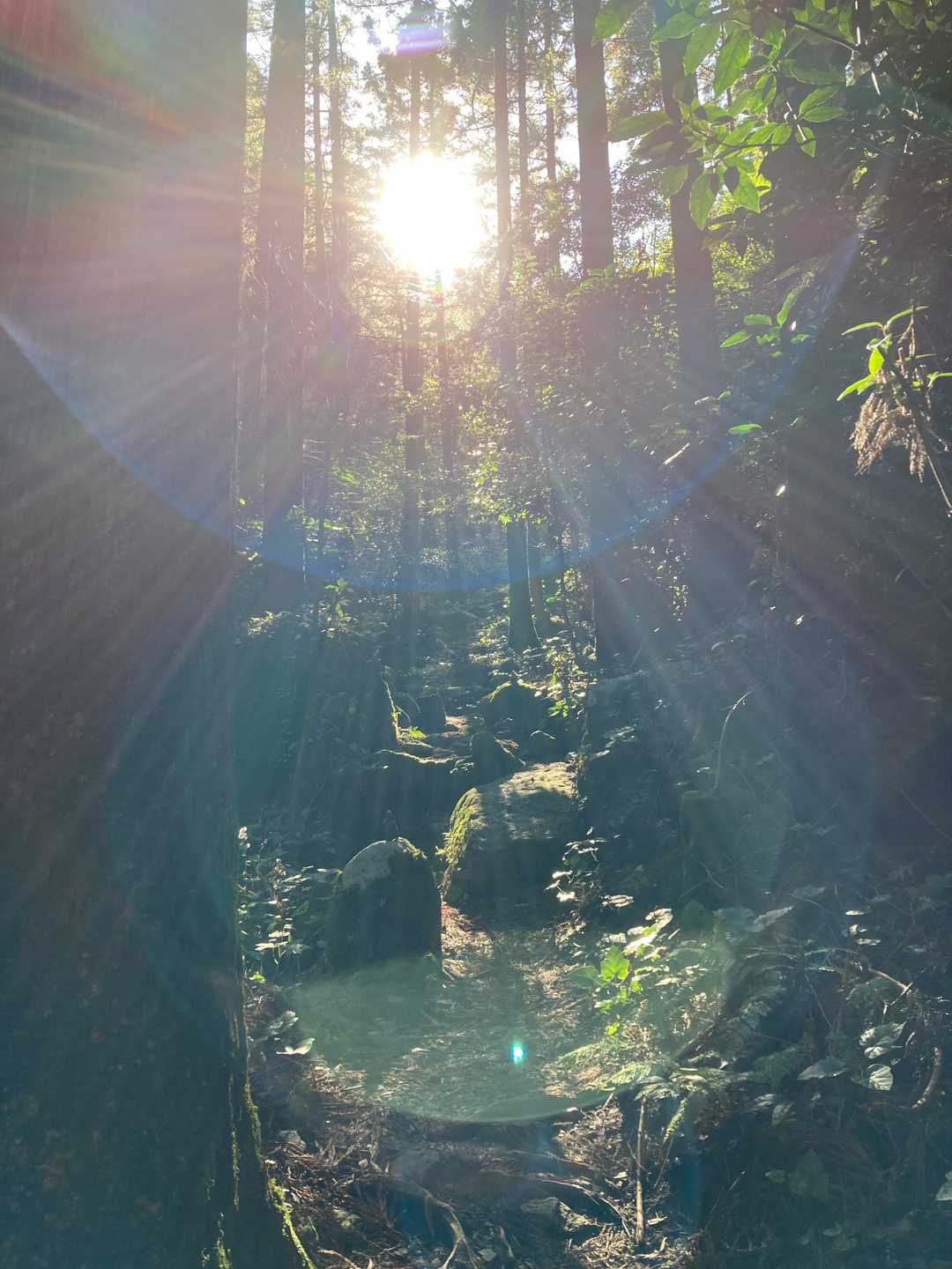 木漏れ日②☀️
