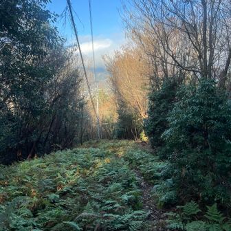 道は隠れそうになってるけど、道はあって電線に沿って歩く