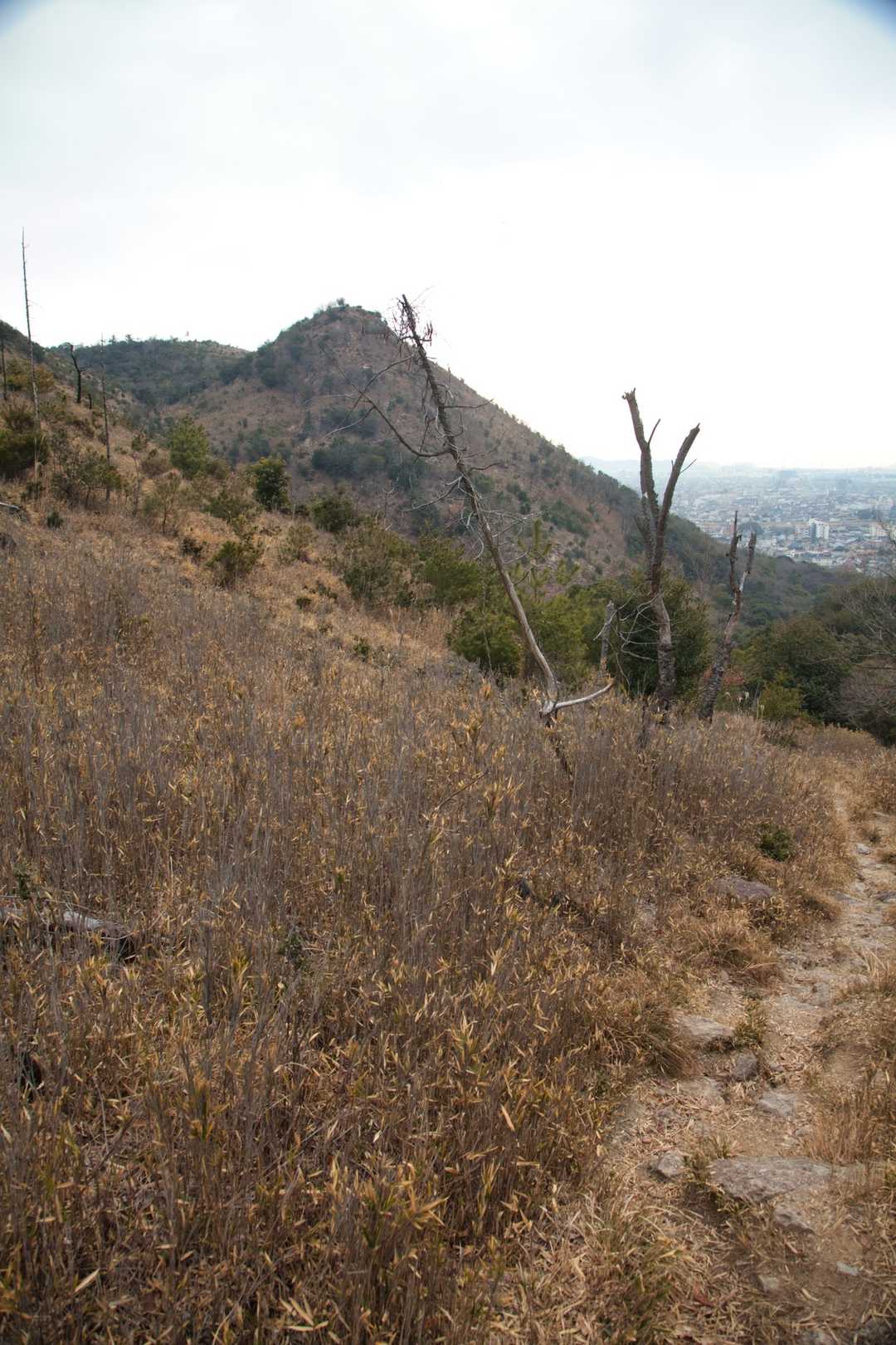 下から見たトンガリ山はすごくとんがってる。