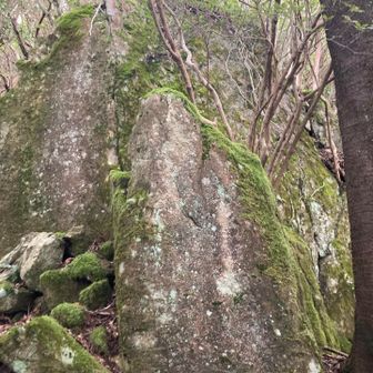 コレが蓬莱岩？よくわからない？？
