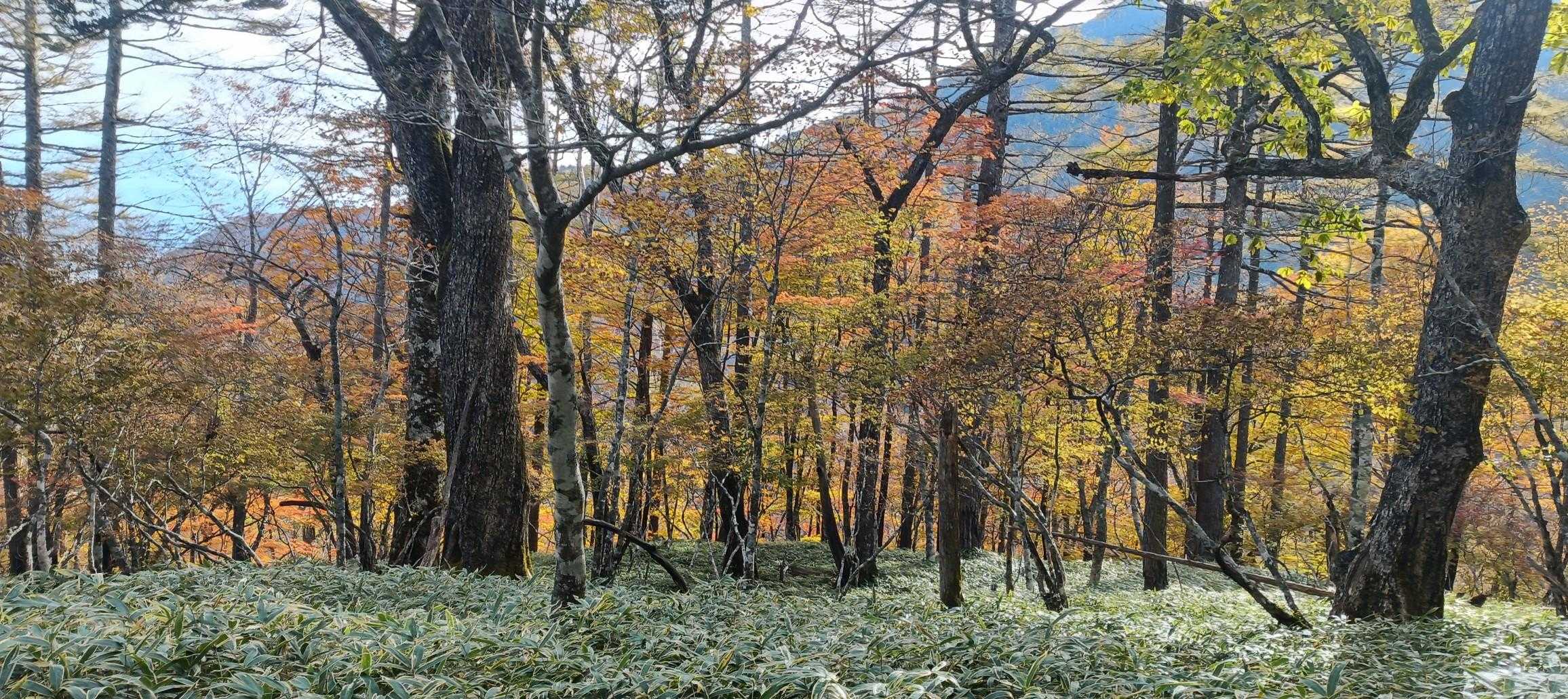 気温が高いせいで色づきがあまく枯れそうです。