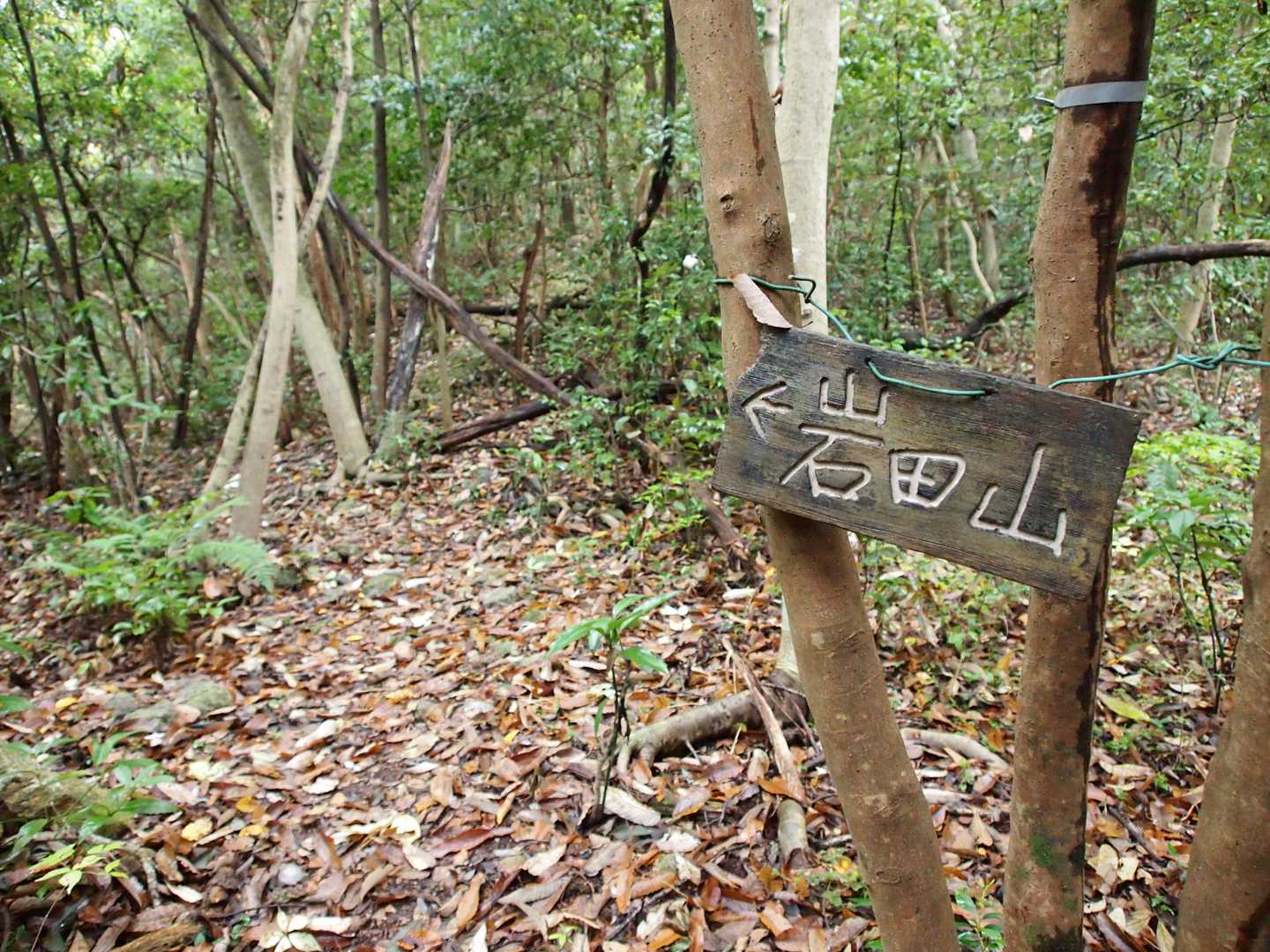 岩田山 往復コースの写真
