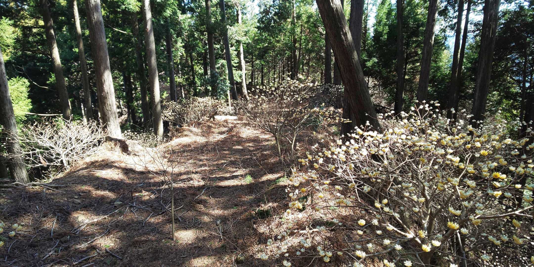いずれ森山への道はミツマタに覆われてしまいそう(^-^;